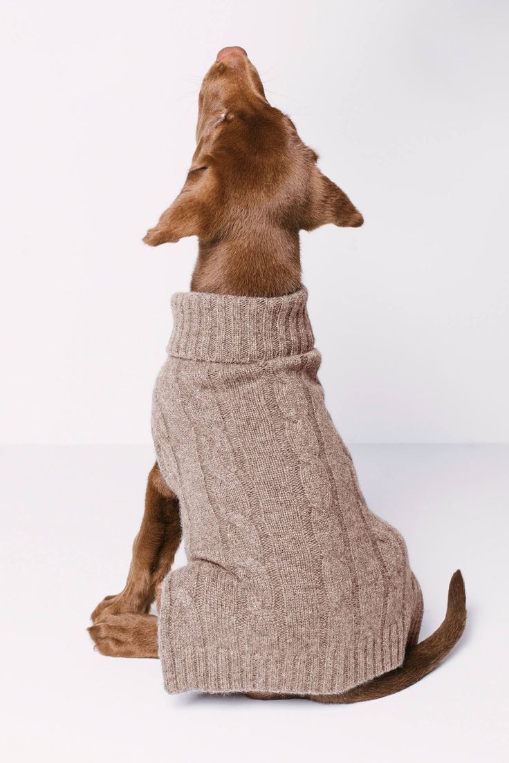 Dog clothes